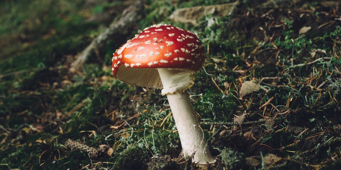 Mushroom leather
